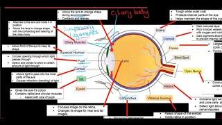 Gr 12 Life Sciences Responding to the Environment Humans Part 4 The Human Eye