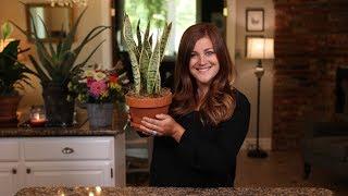 Tips for Repotting Houseplants 