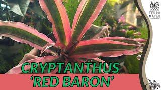 CRYPTANTHUS 'RED BARON': Quick Care Guide (Under 3 Minutes)