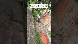 #snake #reptiles #vanomas #viral #viralvideo #viralshorts #kingcobra #forest #wildlife #nature