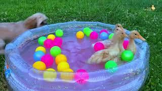 Ducklings in the pool, baby ducks, pig