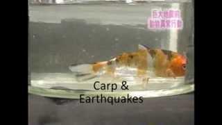 Pet fish become distressed before earthquakes