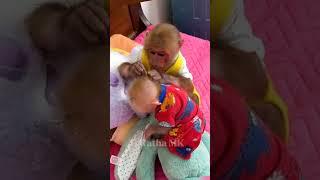 Hello everyone! Baby monkey is very Smart and Cute #familyBibi #Lala #Bibi #typ #Short #reels