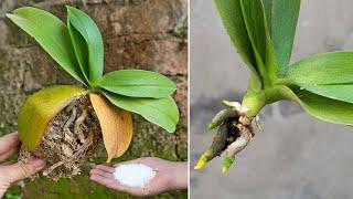 Magical tips to revive orchids with fast root rot, few people know | Roots grow right after a month