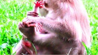 "Breaking News: Shocking Monkey Attack! Baby Monkey Bites Pulled In Heart-Wrenching Incident!"