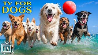Calm Your Anxious Dogs: Dog TV with Videos for Dogs to Prevent Boredom + Calming Music For Dogs
