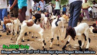 Bilaspur Bakra Mandi || 21/12/2024 || Totapuri Gujri Sirohi Ajmeri Batisa Jakhrana Bache