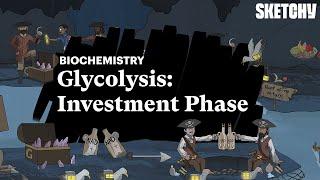 Glycolysis Investment Phase | Carbohydrates | MCAT Biochemistry Review | Sketchy MCAT