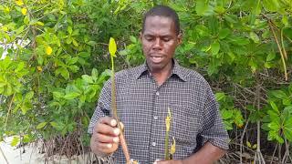 Introduction to Mangrove Seedlings and How They Grow