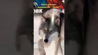 "Хижаки"видавництво "Талант" #топ #music #life #2024 #українa #2024 #ukraine #books #animals #funny