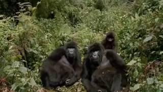 Wild Mountain Gorillas Documentary: Fighting to Survive!