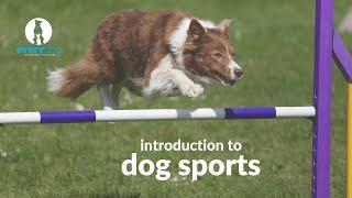 Introduction to Dog Sports: check out sports available to ALL dogs, regardless of breed or size