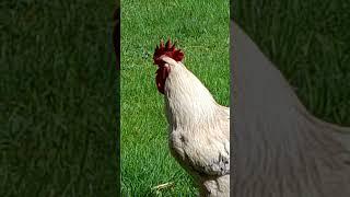 gallo parlante