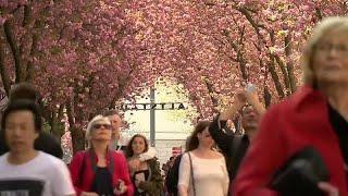 Watch: Bonn in bloom as cherry trees bring tourists flocking