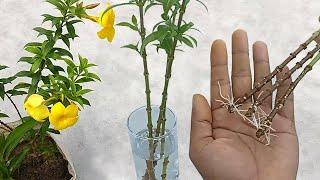 It is so simple | You can grow allamanda cuttings easily in water | Grow cuttings from plants