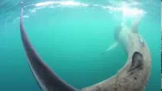 Basking Shark Scotland - Summer 2013