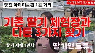 딸기맨드류 2-1, 기존 딸기체험장과 다른 3가지 찾기, 500평 딸기 면적에서  고소득올리는 방법, 당진아미미술관 1분거리, 딸기스마트팜벤치마킹