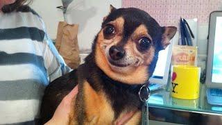 The Smallest, Funniest DOGS on Earth  Best Funny Chihuahuas Videos