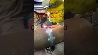 Кудрявый Раскат Tig Amerikanka