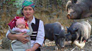 Herbal Bath For Baby - Wild food cooking process for pigs | Ly Thi Ca