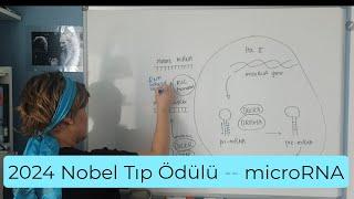 2024 Nobel Tıp Ödülü | microRNA