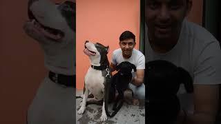 Mafia does not give its food to anyone  #pitbull #reels #shorts #viralvideo #viral  #pitbulldog