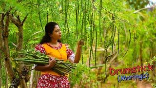 Delicious Drumsticks! (Moringa Pods) Recipes for tasty & colourful lunch table! | Traditional Me