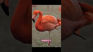 Flamingo Facts: Pinker Than You Think! upside down eaters & flamingo milk!  #wildlife