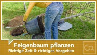 Feigenbaum pflanzen – Der richtige Zeitpunkt und das richtige Vorgehen