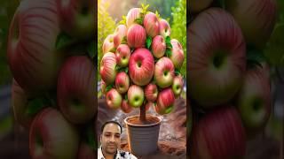Harvest More Apples With This Method | Apple Farming #apples #gardening