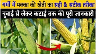 गर्मी में मक्का की खेती कैसे करें | मक्का की खेती | Makka Ki Kheti Kaise Kare | Makke Ki Kheti