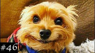 Cutest Yorkshire Terriers Compilation  Funny Yorkies Video