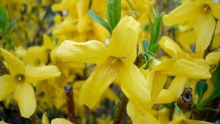 SCIENTIFIC NAME: Forsythia Flower