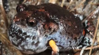 Newly Discovered Frog Species Deters Predators by Flashing Them