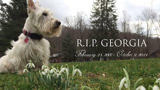 Remembering Georgia, 2007-2024