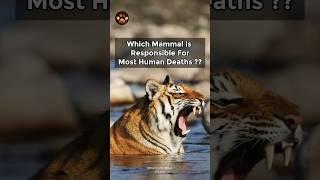 Human Attacks by Tiger in Uttarakhand #discoverwildpaws #shorts