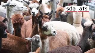 Es wird flauschig: Alpabzug der Lamas und Alpakas