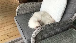 RAGDOLLS BARNCAT | How my Cats Sleeps in our Terrace | ChuckChes Vi Mixvlog