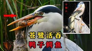 苍鹭活吞鳄鱼和鸭子！体型那么大的猎物，苍鹭是如何咽下去的？