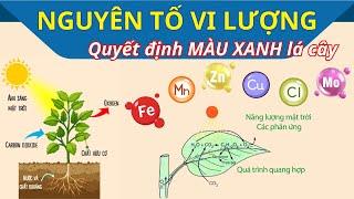 Nông dân cần biết - Hiểu về phân bón Vi lượng (Fe, Kẽm, Đồng, Mangan, Bo, Mo, Cu)