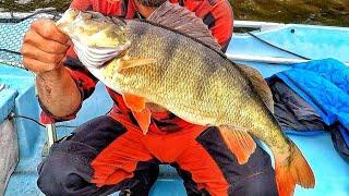 JÄTTIMÄINEN AHVEN | BIG PERCH | ORKA SHAD 5.5 | BIG ABBORRE 50CM