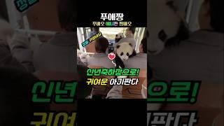 선수핑 기지 새해인사하는 아기판다들