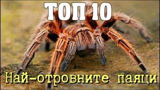 ТОП 10 Най-отровните паяци на планетата