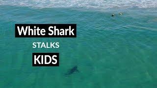 WHITE SHARK STALKS KIDS - Shark Drone Footage