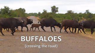 SOUTH AFRICA cape buffaloes crossing the road (Krugerpark)