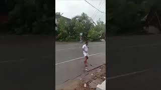 Nature#fall of a tree#highway tragedy#kannur#pallikunnu#calamity#escape#trees on road#