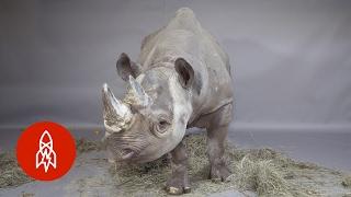 A Horn in Need of Protection: The Eastern Black Rhino Charges for Survival