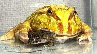 Meal time / Pacman frog , African bullfrog【LIVE FEEDING】