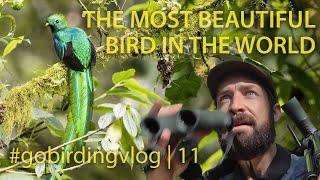 The Most Beautiful Bird in the World | #gobirdingvlog 11 | Birding Vlog