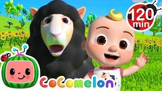 JJ and the Baa Baa Black Sheep! | Fun with JJ! | CoComelon Nursery Rhymes & Kids Songs